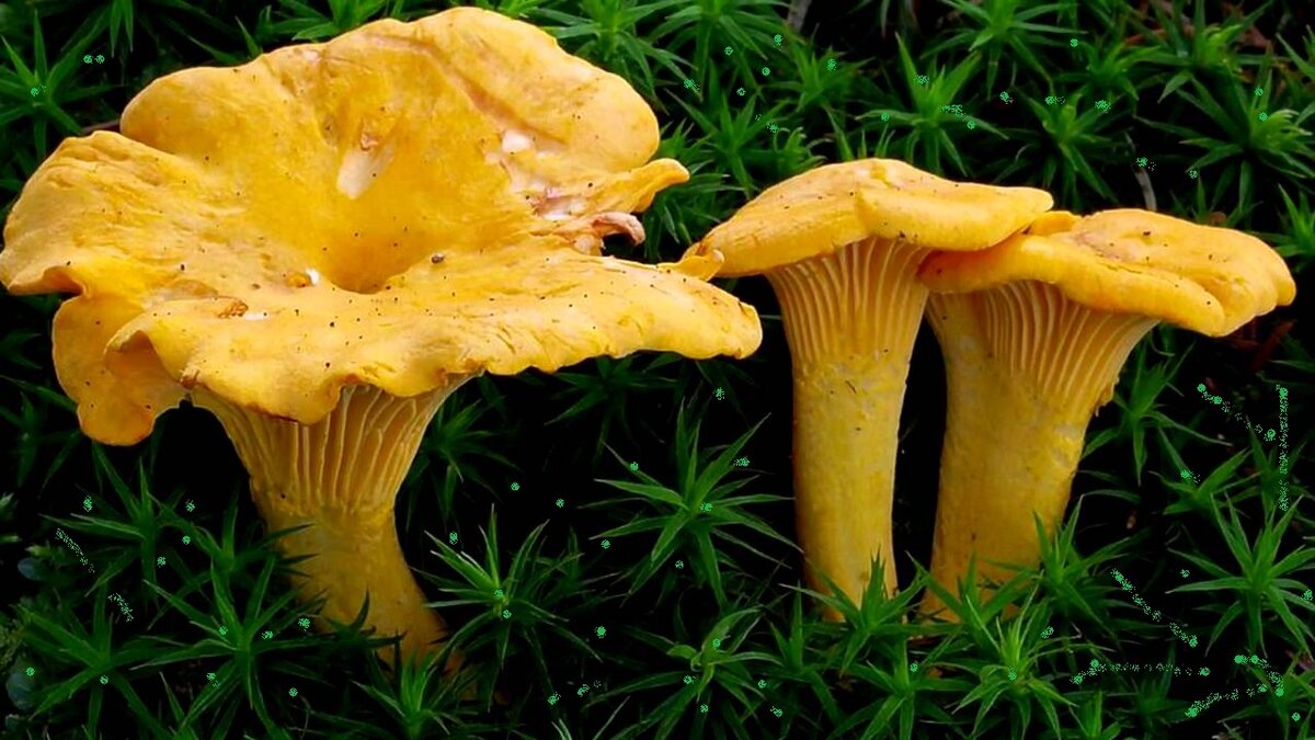  Лисичка известная всем своим ярким рыжим обликом, содержит в себе органические кислоты, много меди и железа, а также каротина, селена и цинка. Вмещает в себя большое количество витаминов при приеме d, c, a, и группу аминокислот. Настойки из них используют для подавления раковых клеток и повышения выносливости организма. Так же эти грибы содержат полисахариды, которые способствуют нормальной работе печени, служат в качестве фильтра и ее отчистки. 