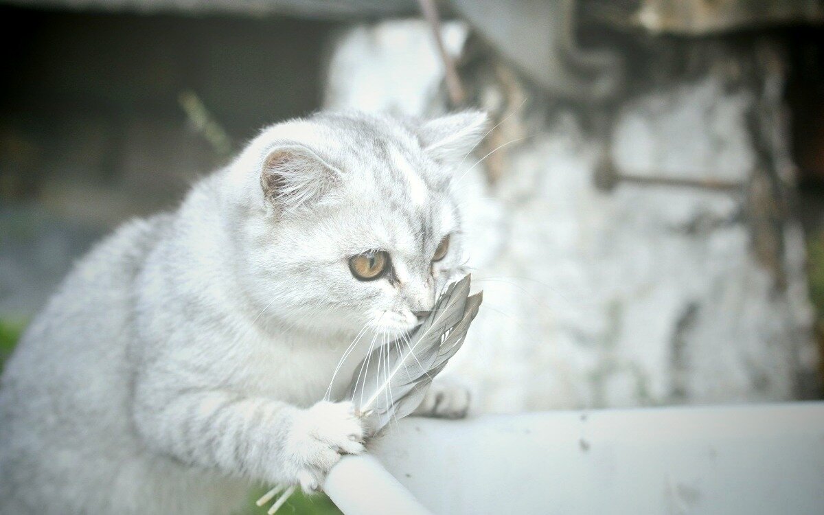 Он показал, кто здесь хищник, и спас своих друзей