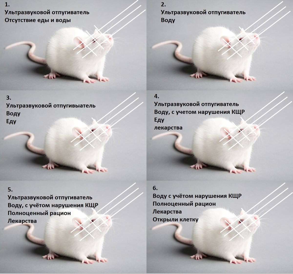  Мы с ним нарисовали 6 клеток с крысами. В каждую из них поместили
