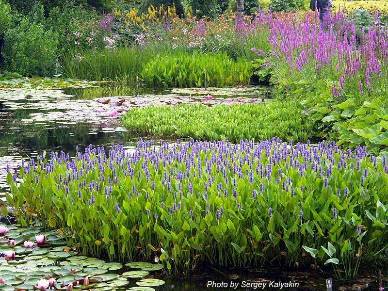 Рдест гребенчатый. Прибрежно-водные растения. Ирисы биоплато. Камыш рогоз стрелолист. Рогоз и ирис болотный.