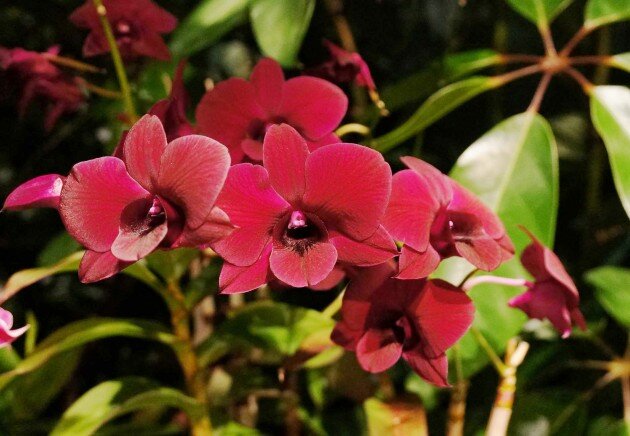 Орхидея "Dendrobium Regina Beauty" (Фото Johnny Gibbons), https://insider.si.edu