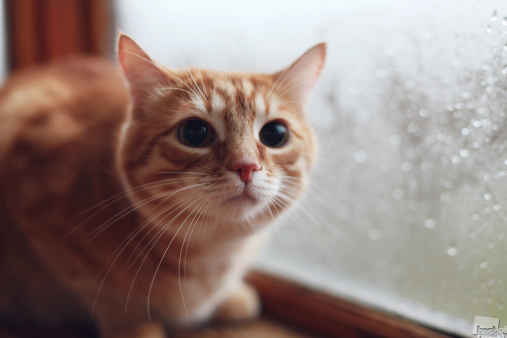 Источник: https://99px.ru/sstorage/56/2012/09/image_561509121438316674402.jpg