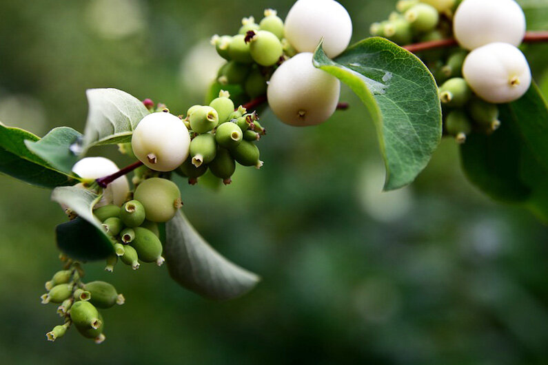 Снежноягодник (волчья ягода) - не съедобный родственник жимолости, высотой до 1,5 m.