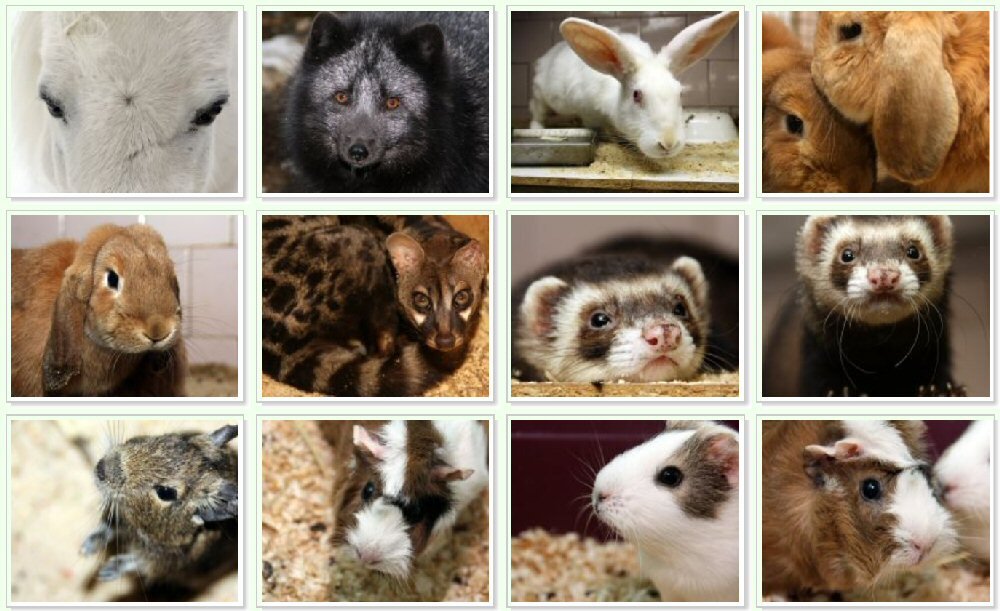 Животные мини-зоопарка. Фото с http://rdebc-karelia.ru