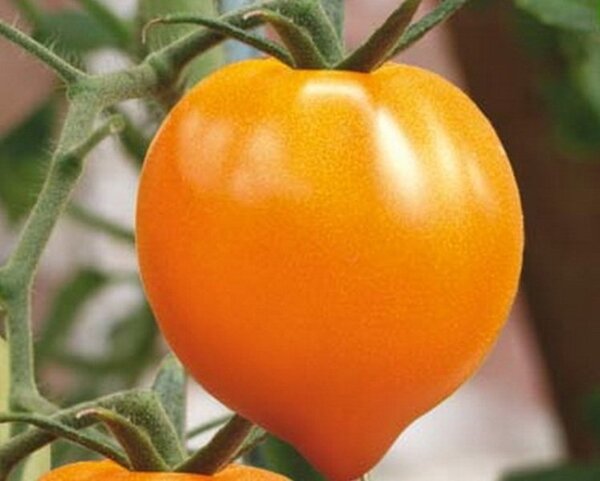 Лучшие желтые помидоры: сорта, проверенные лично