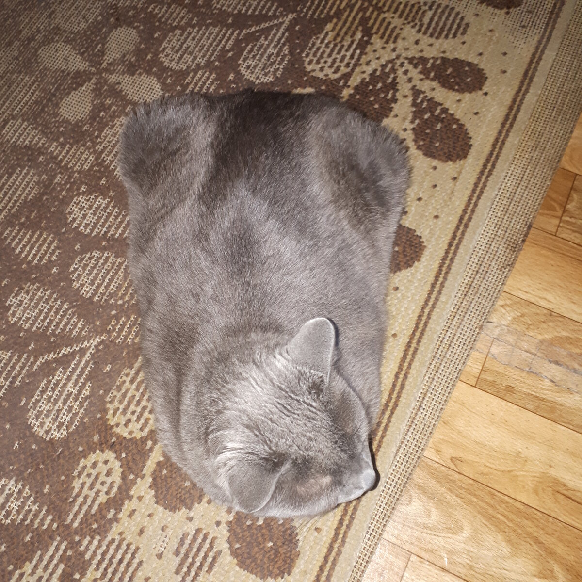 У Стёпы хорошая фигура. Такую фигуру надо беречь и вовремя кормить.