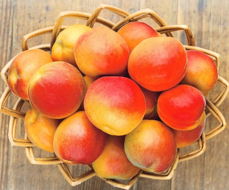 8 лучших зимостойких сортов абрикоса