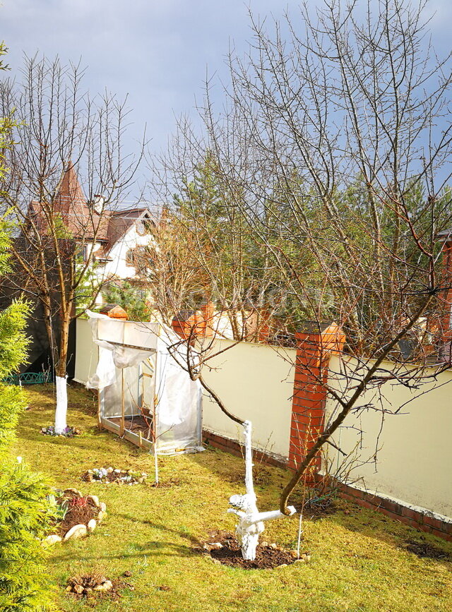 Побелка плодовых деревьев не только обеззаразит, но и придаст свежий внешний вид