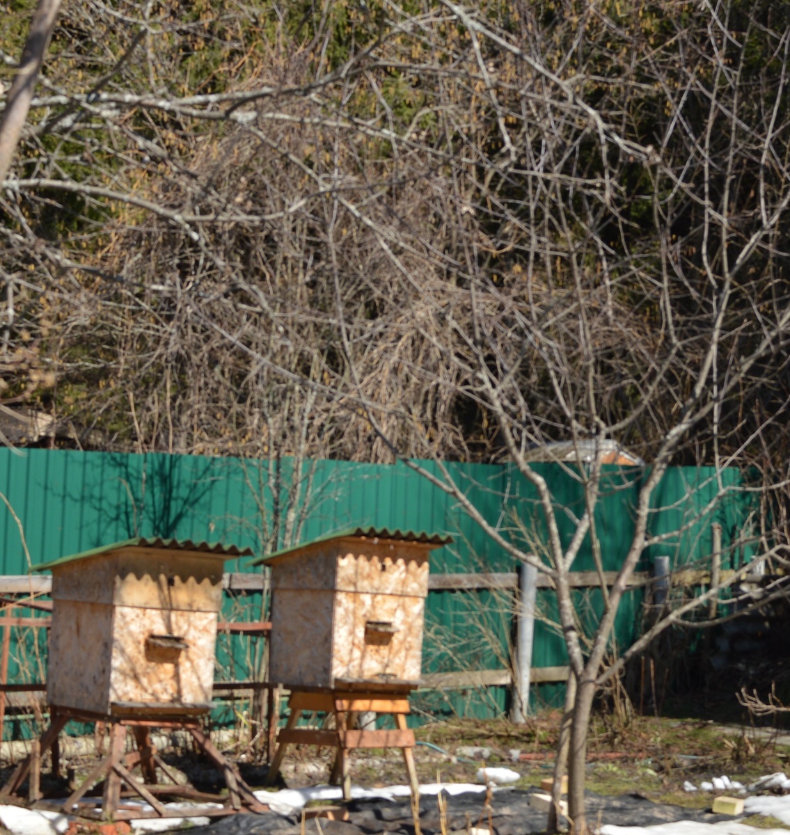 Начало апреля 2018 года. Цветет орешник. Для белкового питания расплода  пчелы с него  собирают пыльцу.