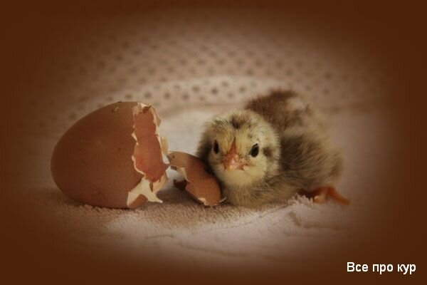 Всем привет! 10 советов по вылуплению куриных яиц в инкубаторе в этом материале. Когда я был ребенком, я не мог понять разницу между оплодотворенным яйцом и пустым.-2
