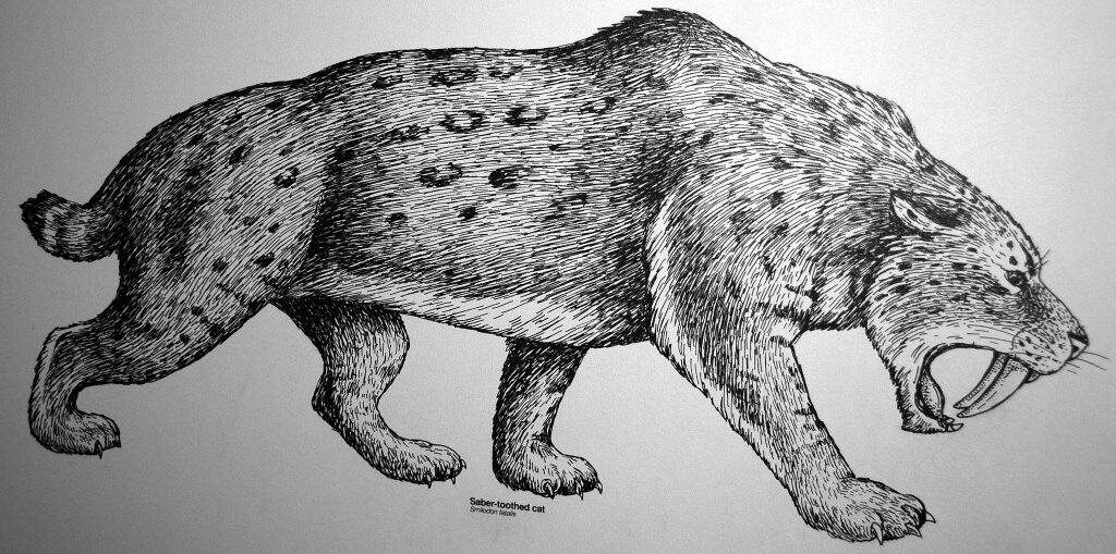 Smilodon fatalis, 1869 саблезубый тигр из верхнего плейстоцена Калифорнии.