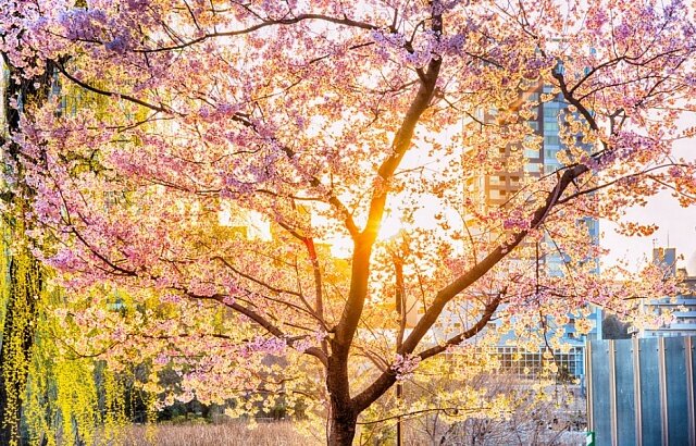 Токийский пейзаж с цветущей сакурой