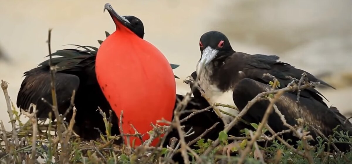 Другой пример полового разнообразия