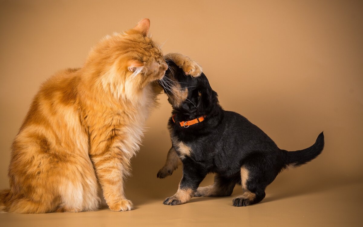 Кто умнее: кошки или собаки? – это извечный вопрос и повод для споров между любителями животных и даже учеными. Собаки обучаются, исполняют команды, а кошки обучаются крайне редко и тяжело.