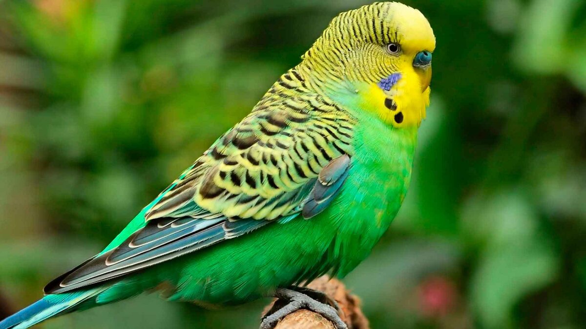 Сколько живут волнистые попугаи в домашних условиях в клетке