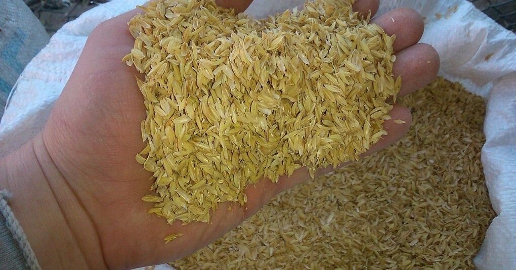 Фотография рисовой шелухи из сети. 
