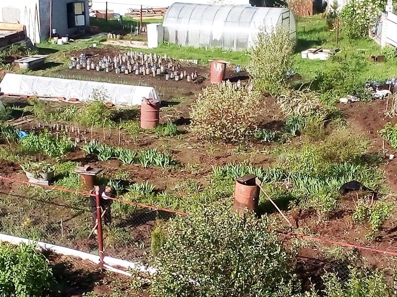 Работы в огороде всегда "пруд-пруди". Времени не хватает. Можно уменьшить объем работ за счет упорядочивания самого огорода и участка в целом. На фото участок моей соседки, у которой как таковых грядок нет: нынче сажает здесь, а на следующий год вскопает землю совсем в другом месте.