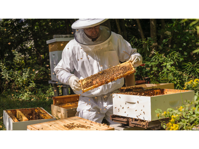   Результаты практического исследования влияния озоновой обработки на продуктивность в пчеловодстве показали, что регулярное или постоянное озонирование позволяет стимулировать рост и активность...