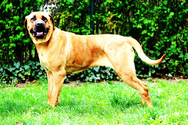 5 пород собак с самой большой силой укуса | DOG-Pro | Дзен