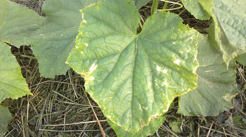 Фото: https://dachniy-truzhenik.ru/wp-content/uploads/2019/06/zheltie-kraya-ogurcy.jpg