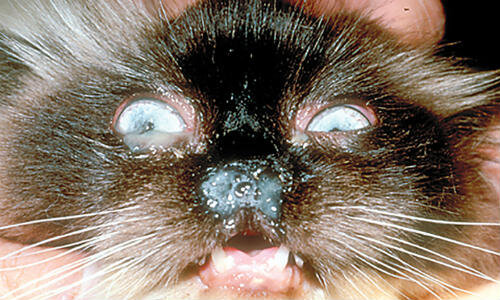 Гнойные выделения из носа у кошки - возможные причины патологии. | Лапа  помощи | Дзен