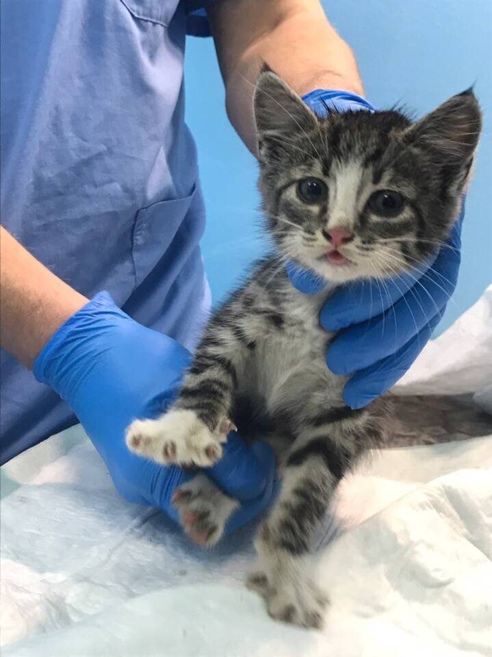 фото с Яндекс картинки.