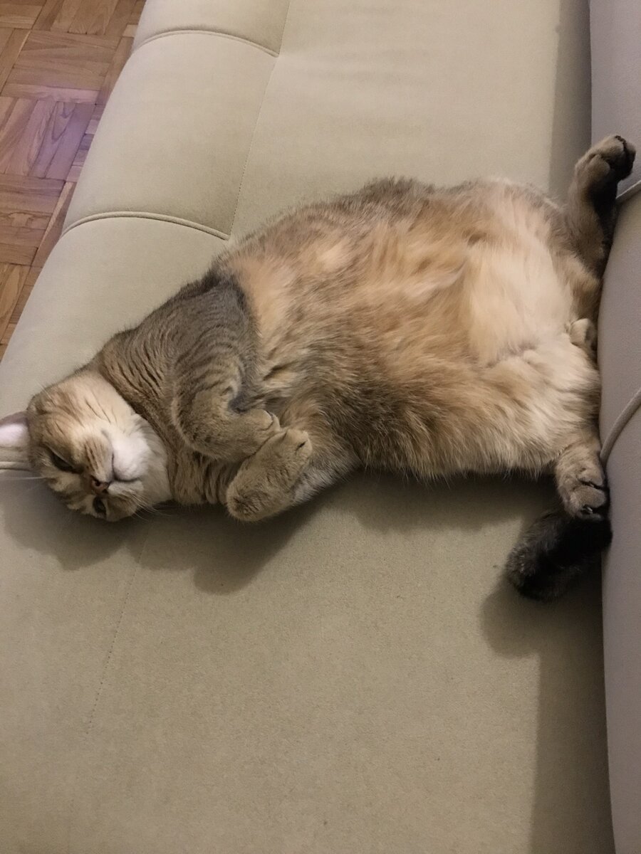 вот так проводит большую часть времени