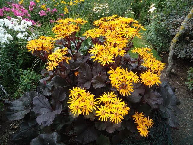 Бузульник зубчатый Дарк Бьюти Ligularia Dendata ‘Dark Beauty’ 