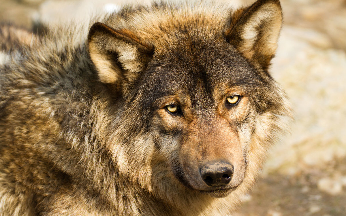 Фото из сети Интернет