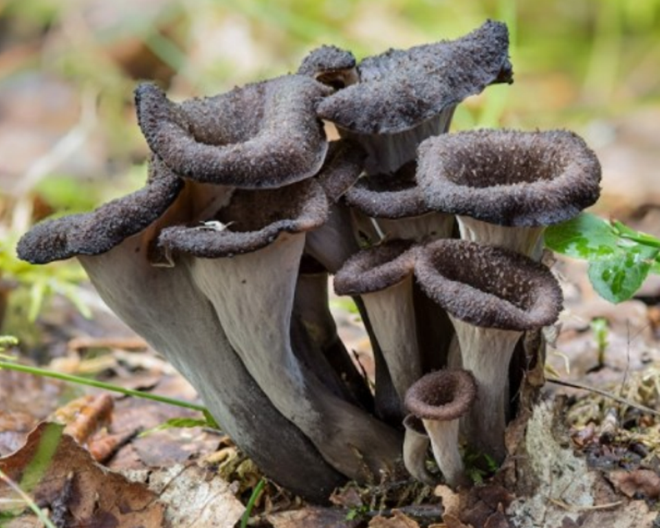 Черные грибы виды