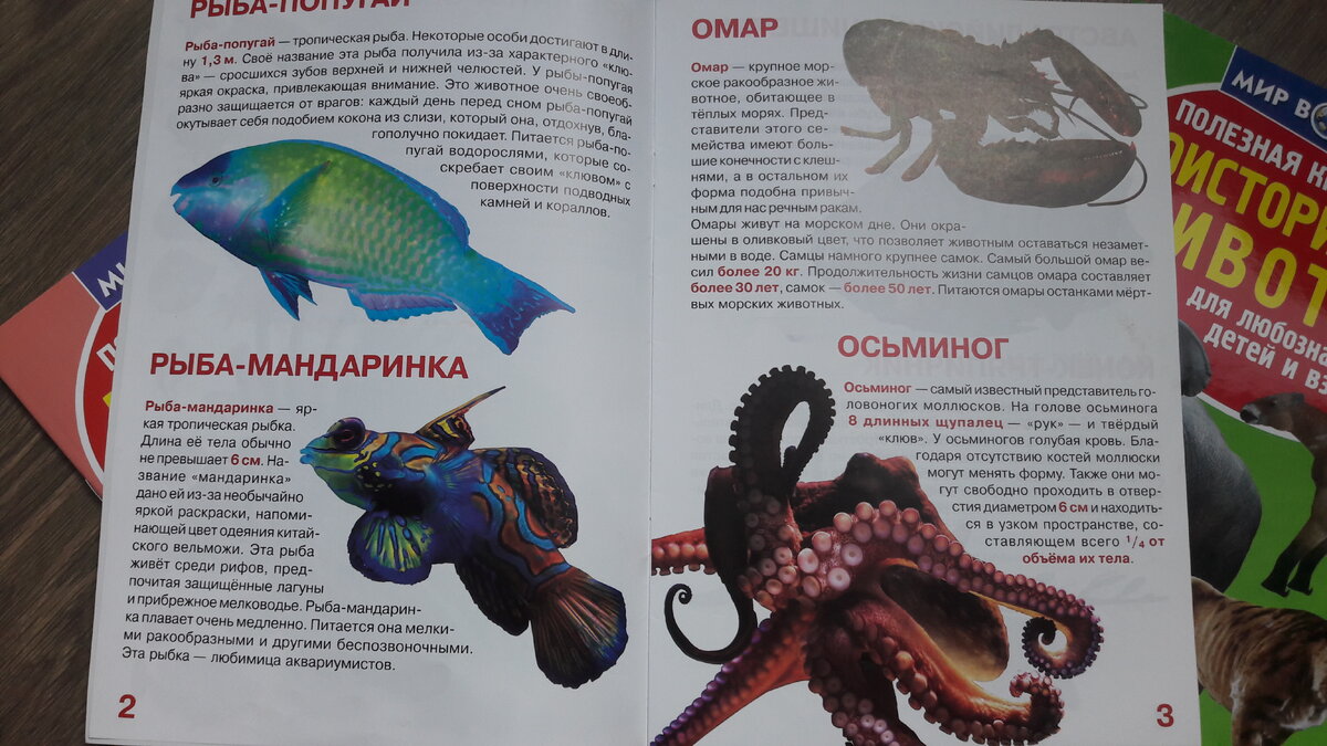 Вот такие яркие картинки на страницах книг.