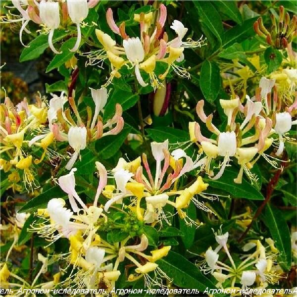 Жимолость европейская (Lonicera periclymenum)