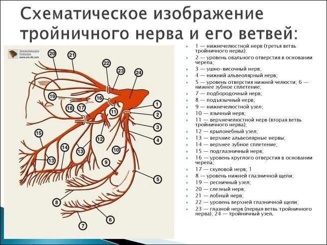 [caption id="attachment_1849" align="aligncenter" width="655"] Подробное описание нерва[/caption]