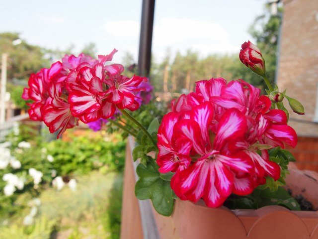  PAC Mexica Granatit. Фото Галины Симаевой 