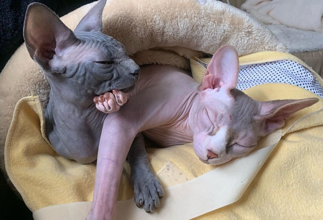 сфинкс заболел