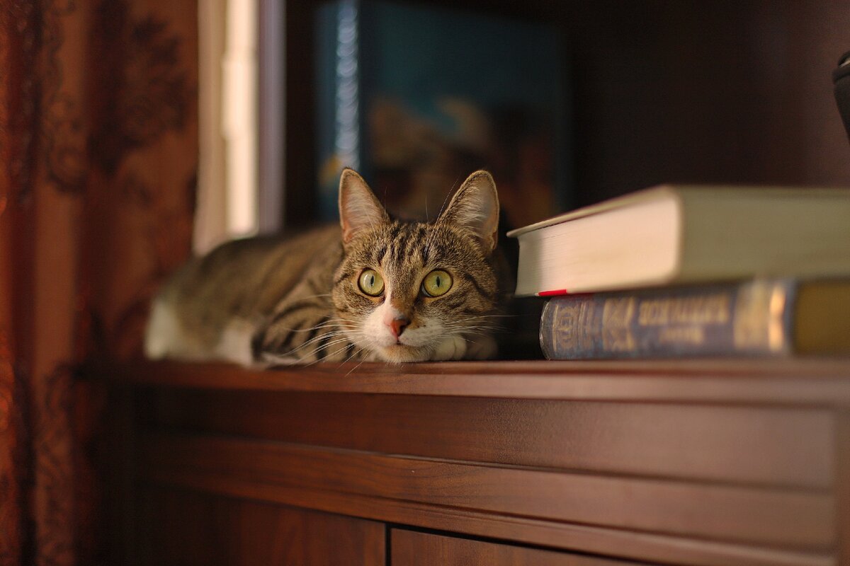 А сейчас мой котёнок выглядит так