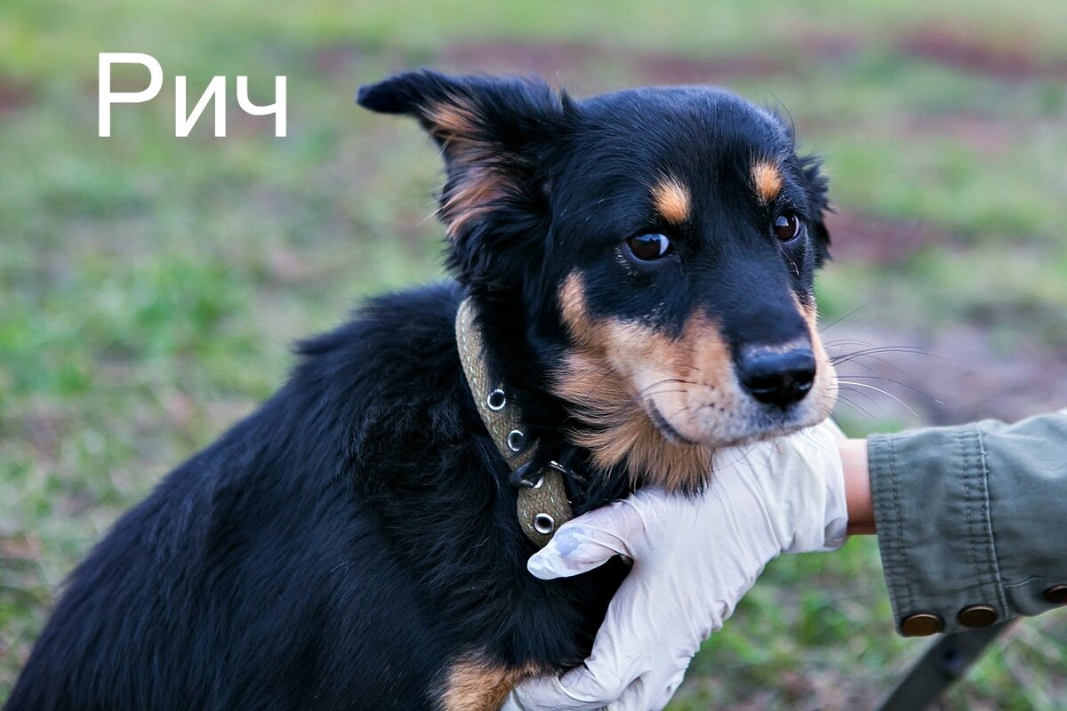 Рич оказался беспородной  собакой и из тёплого дома попал на улицу, фото отсюда https://vk.com/pravo_zhit