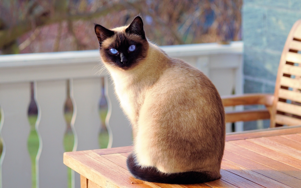 Сиамская кошка.