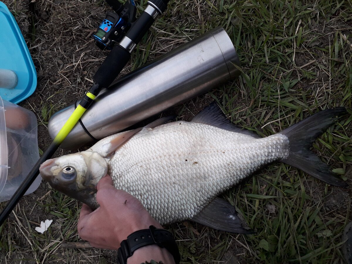 виды рыб: карп, сазан, серебряный карась, гольян, пескарь, осётр, белуга, белый амур, лещ, плотва, верховка, густера. 