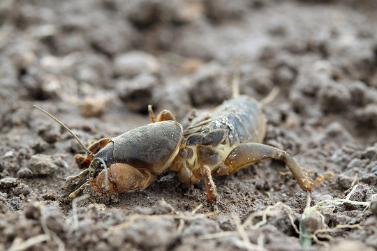 Фото взято из открытого доступа.