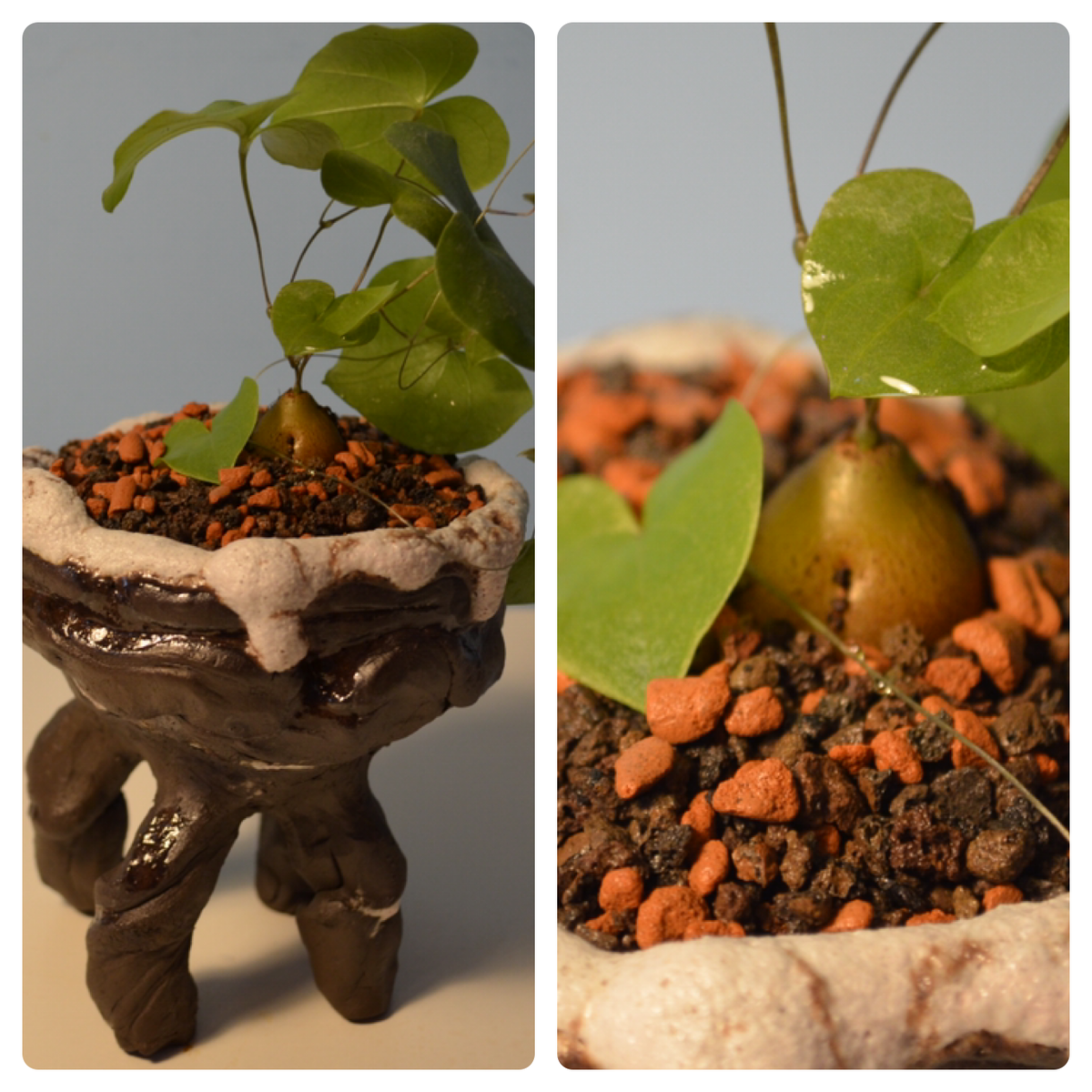 Диоскорея растет в осенне-зимний период, а на лето скидывает плети и спит. 