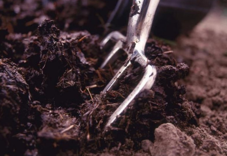 Удобрения вносятся ранней весной.