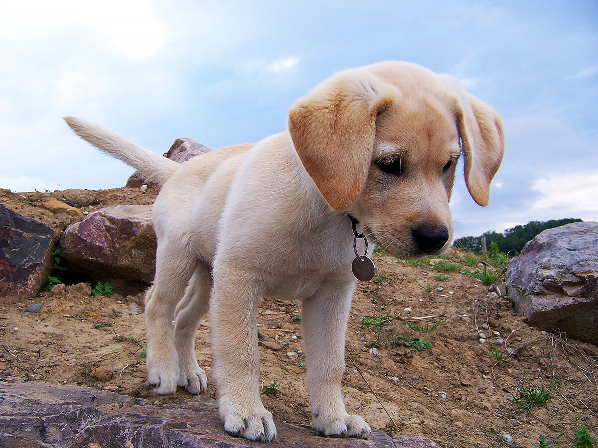 Как правильно воспитывать лабрадора !