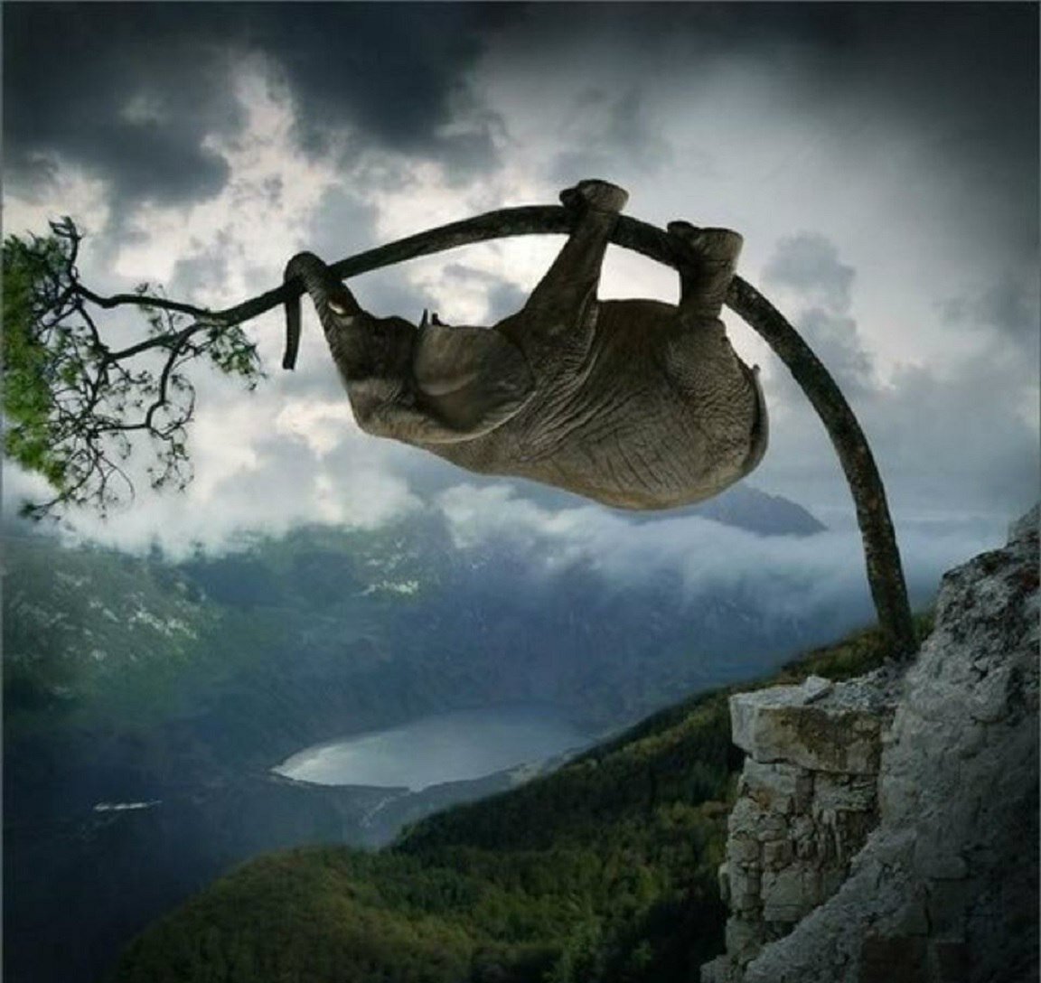 Заимствованное фото с сайта proza.ru "Слон на дереве"