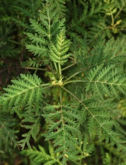 Полынь Гмелина.