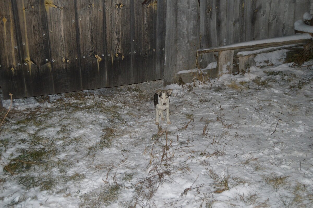 Щенок-сеголетка. Фото автора