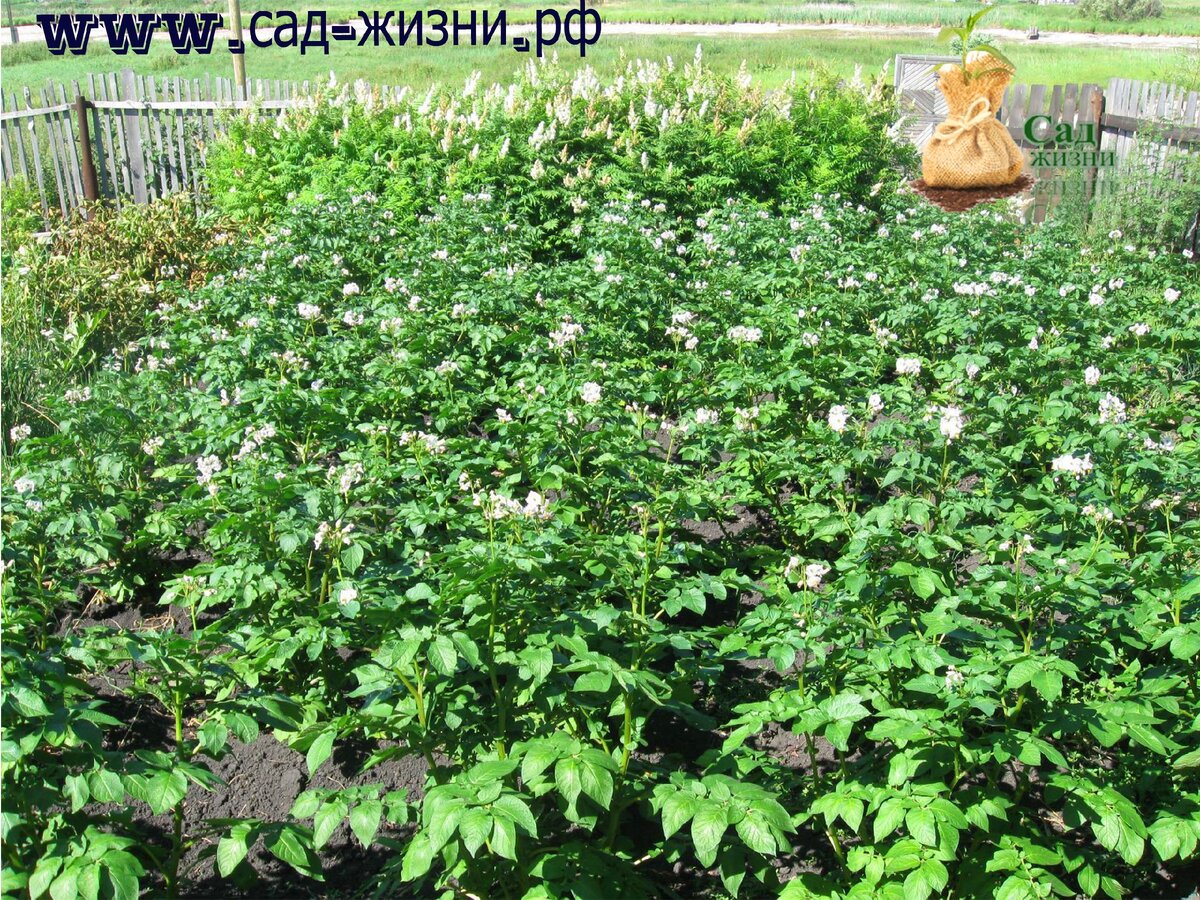 Сад Жизни. Картофель в огороде.