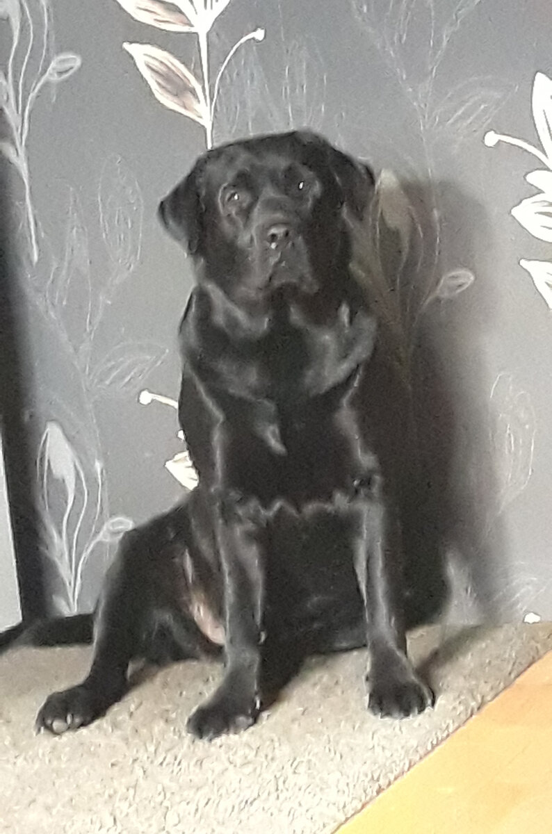 Потом прискакал Паня