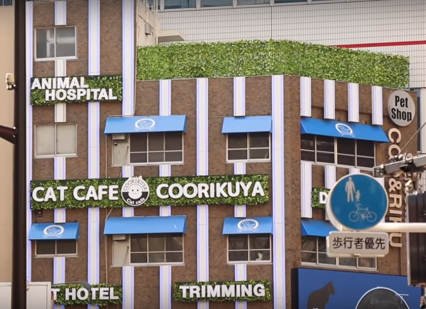 домашние животные в Японии