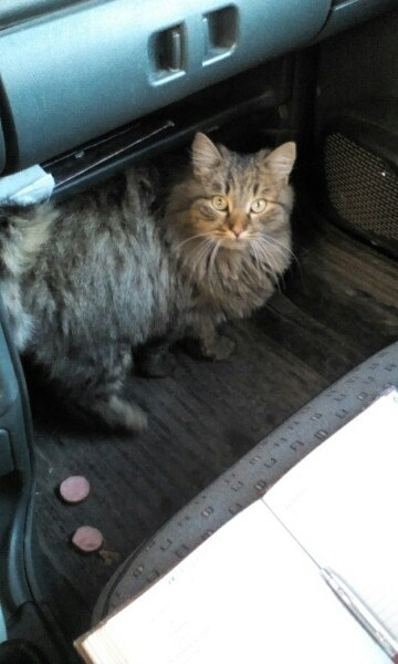 Едут с мужем домой